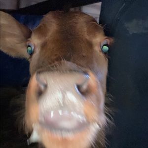 Meet your Posher, Rieley